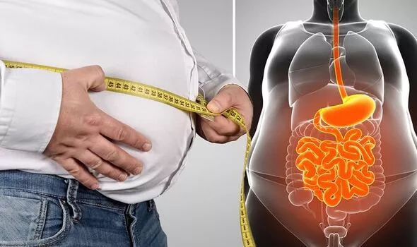 Illustration of visceral fat